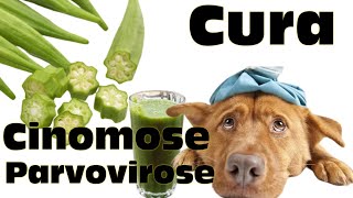 SUCO DE QUIABO para cachorro com Cinomose ou Parvovirose  Saiba tudo agora [upl. by Harlow]