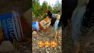 DuckPartridgeGoosesChickens Guinea fowls funny nice cute youtubeshorts [upl. by Gurolinick]