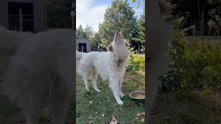 Oooh that stretch greatpyrenees karakachan livestockguardiandog [upl. by Mathian]