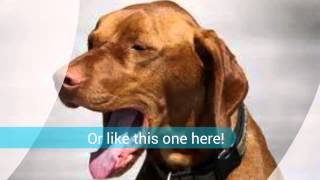 Kennel cough symptoms  How To Get Rid Of Kennel Cough Symptoms [upl. by Savil]