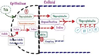 Synthesis Of Thyroid Hormone  Endocrine Physiology [upl. by O'Connor]