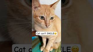 Can cat Smile funnyshorts fyp cat funny shortfeed orangecat [upl. by Twila]