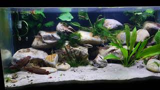 Channa brunnea aquarium day 2 the water is clear 😀 [upl. by Dafna]