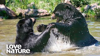 Spectacled Bears Have Lovers Quarrel in Hidden Spa  Love Nature [upl. by Reilly]