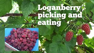 Loganberry  the joy of picking and eating these delicious fruit  hybrid berries [upl. by Landel]