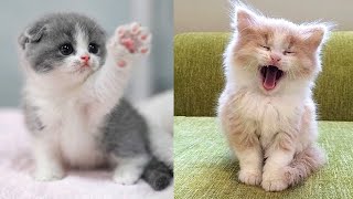 Baby Cats  Cute and Funny Cat Videos Compilation 66  Aww Animals [upl. by Cheshire]