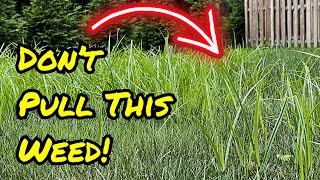 Do NOT Pull This Weed Kill Nutsedge Using This Instead [upl. by Anivle621]