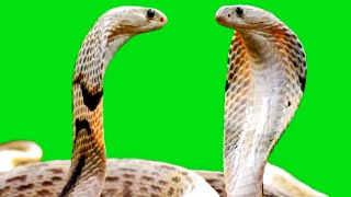 snake green screen video no copyright  snake green screen green screen  snake green screen [upl. by Anaylil337]