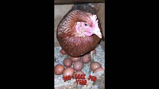 Hyline hen the best eggs  laying chicken breeds  shorts [upl. by Campos86]