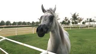 3 year filly Louna GCA Kahil Al Shaqab x Loubana youtubevideos [upl. by Eanahs]