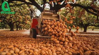 How Millions of Tons of Walnuts Are Harvested Using Advanced American Agricultural Technology [upl. by Ainoet]