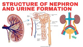 Explain the structure of Nephron and urine formation [upl. by Eentroc994]