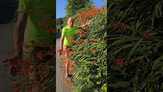 Invasive Crocosmia monbretia invasivespecies gardening permaculture adventure explore [upl. by Tita]