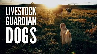 The 15 Best Livestock Guardian Dogs [upl. by Korry]