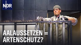 Streit um den Aal Zwischen Aalaussatz und Fangverbot  Doku  NDR  45 Min [upl. by Jacquenette]