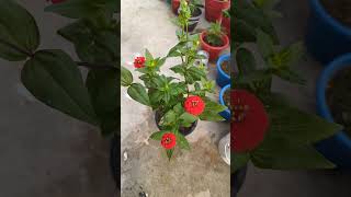 Zinnia flower plant beautiful flower garden overview gardenflowerplants [upl. by Laucsap]