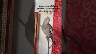 Our stress reliever Grey nq makulet birds cockatielbird [upl. by Aierbma]