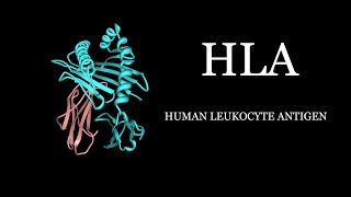 HLA  Human Leukocyte Antigen Simplified [upl. by Eveivenej773]