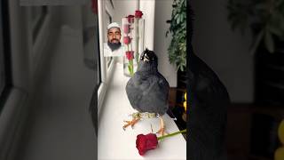 parrot pigeon birds Ayatul Kursi  हर बीमारी की दुआ Ayatul Kursi ✓ beautiful quran ayatulkursi [upl. by Myrta]