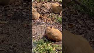 Wild Baby Capybaras in Brazil brazil piracicaba capybara [upl. by Maje]