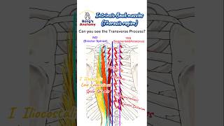 Back musclesIntrinsicThoracic anatomy bones drawing illustration art muscles back [upl. by Enej]