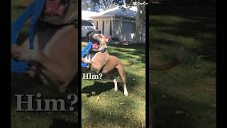 🤭 happydog happydogtraining staffies puppy pets yourpet [upl. by Aden]