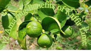 12 Amazing Benefits of Kaffir Lime [upl. by Yodlem]