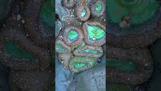 Starfishes and Sea Anemones at Pinnacle Gulch Trail beach walkingtours [upl. by Karub]