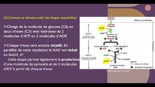 La glycolyse rapidement [upl. by Rohn]