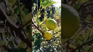 നാരങ്ങ  Lemon farming tips shorts [upl. by Tol]