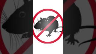 Un son de 20 000 Hz que les souris et les rats ne peuvent pas supporterantisourisratrépulsif [upl. by Erbua]