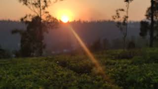 Sunset in OOTY Tea EstatesINDIA [upl. by Eiramrebma]