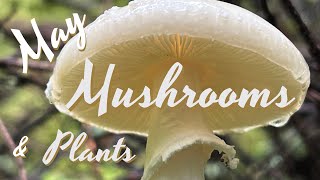 Foraging Mushrooms and Edible amp Medicinal Plants in May [upl. by Nywroc]