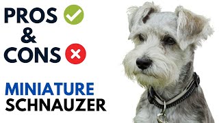 Miniature Schnauzer Dog Pros and Cons  Miniature Schnauzer Advantages and Disadvantages [upl. by Marthena]