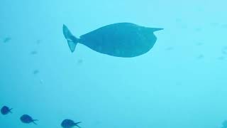 scubadiving Best of komodo Odd Shaped teleostbony fish Drift Dive Land Gabriella9797 tg6 [upl. by Weig]