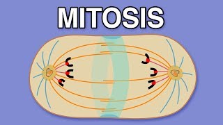 MITOSIS CYTOKINESIS AND THE CELL CYCLE [upl. by Adlesirhc]