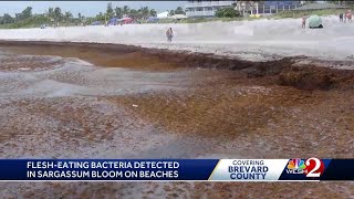 Flesheating bacteria detected in sargassum bloom on Florida beaches [upl. by Darin]