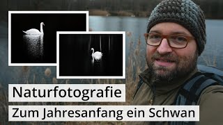 Naturfotografie Zum Jahresanfang ein SCHWAN  Kein Wetter Kein Problem [upl. by Hart]