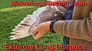 2023  Racing Pigeons  Extreme Long Distance Team [upl. by Dnalor880]