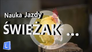 Świeżak  Nauka jazdy przed świętami [upl. by Pamelina]