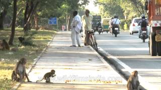 Street monkeys of Delhi [upl. by Sauveur870]