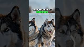 Siberian Husky vs Alaskan Malamute Key Differences Revealed [upl. by Tisha97]