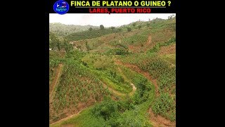 una FINCA de PLATANOS o GUINEOS en LARES [upl. by Olegnad]