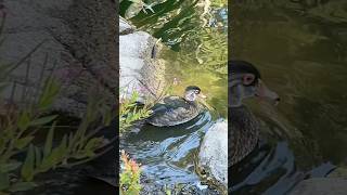 Wood duck woodduck [upl. by Sissy60]