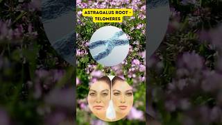 Can Astragalus Root Boost Your Telomeres [upl. by Gabriela603]