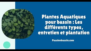 Plantes Aquatiques pour bassin  Les différents types entretien et plantation [upl. by Leahicm]