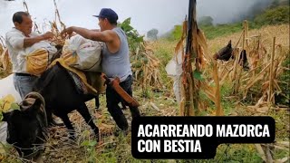 ACARREANDO MAZORCA EN BESTIAS DESDE UN PUEBLO DE OAXACA MEXICO campomexicano [upl. by Eigna]