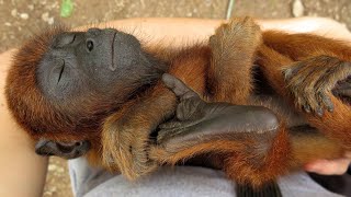 Adorable orphaned Howler Monkey sleeps holding his foot [upl. by Warfold]