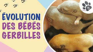 Évolution Des Bébés Gerbilles De La Naissance À lÂge Adulte Trop De Mignonnerie [upl. by Cornwell]