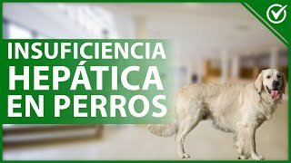 🐶 INSUFICIENCIA HEPÁTICA en PERROS Causas síntomas y tratamiento 🐶🤕 [upl. by Coffin432]